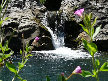 Little Waterfalls, falls, water, rock, flower HD wallpaper