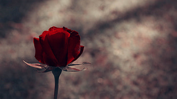 Flowers, Background, Dark, Rose Flower, Rose, Stem, Stalk HD wallpaper