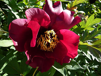 Exotic Red, graphy, red, garden, peony, blooms HD wallpaper