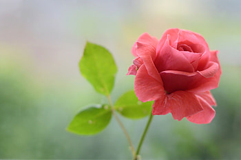 A rose, rose, pink, green, flower, trandafir HD wallpaper