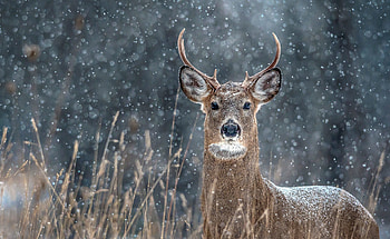Canadian deer, Nature's wonders, Canadian wildlife, Stunning animals HD wallpaper