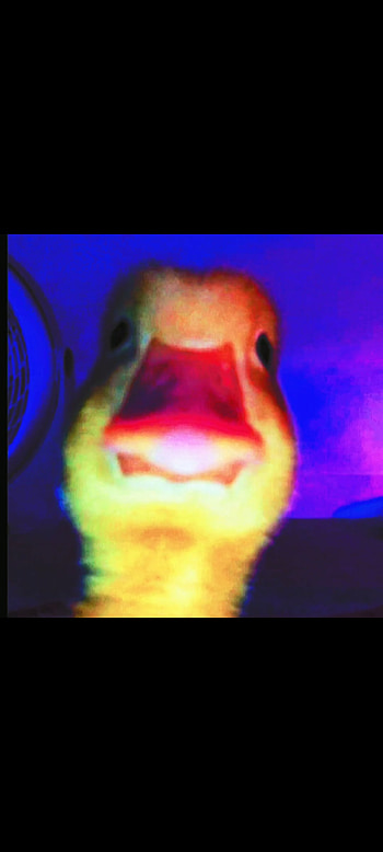 Duck, genster:), animal, funny HD phone wallpaper