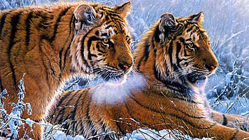 Tigers, winter, frumusete, tiger, art, big cat, gorgeous, superb, pisici, painting, pictura, iarna, snow, tigru, couple HD wallpaper