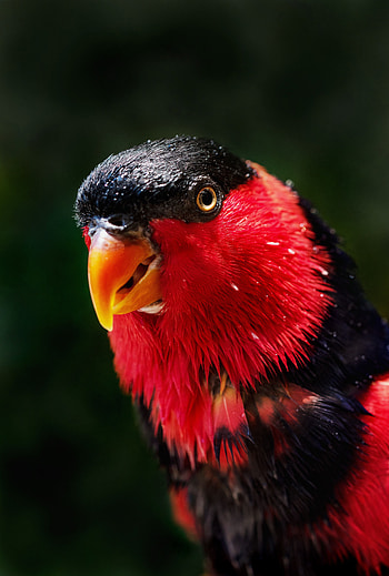 Animals, Parrots, Bird, Color HD phone wallpaper