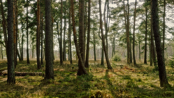 Pine Forest HD wallpaper