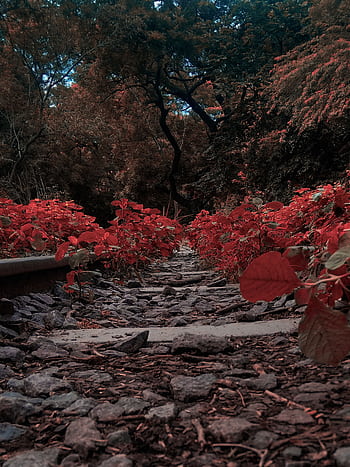 A serene outdoor pathway surrounded by vibrant red foliage in a forest setting, captured on a fall day. HD phone wallpaper
