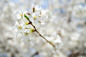 Flowers, Macro, Bloom, Flowering, Branch, Spring HD wallpaper