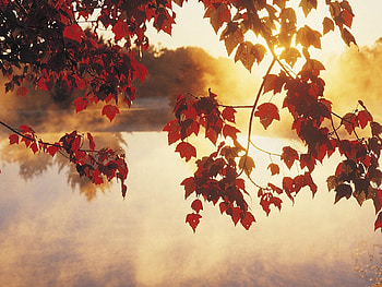 Plants, Water, Sunset, Autumn, Leaves, Sun HD wallpaper