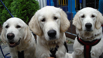 Animals, Dogs, Muzzle, Labradors HD wallpaper