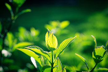 Leaves, Plant, Macro HD wallpaper