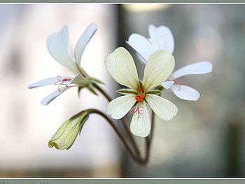 Pelargonium Flower, flowers, grey frame HD wallpaper
