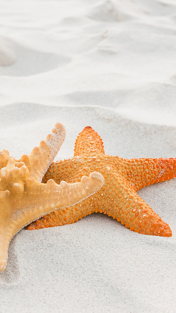 Starfish diversity, Natural patterns, Sea creature, Colorful marine species HD phone wallpaper