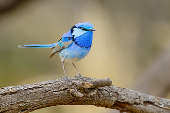 Splendid fairywren, Cargelligo State Forest, New South Wales, Australia, Animal, wren HD wallpaper