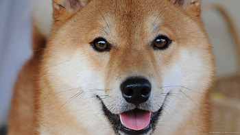 Shiba Inu for HD wallpaper