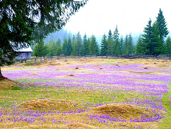 Carpet of flowers, green, house, trees, fir tree, flowers, grass HD wallpaper
