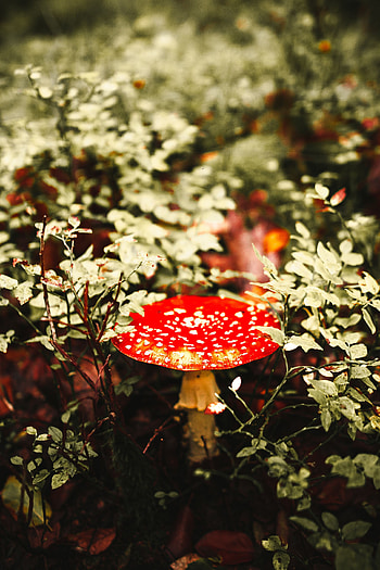Macro, Spotted, Spotty, Mushroom, Fly Agaric HD phone wallpaper