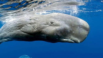 sperm whale, animal, wonder, art, , ocean HD wallpaper