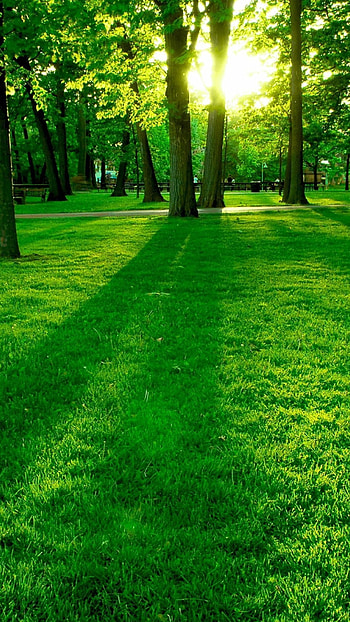 Latest, Green Forest, green, forest HD phone wallpaper