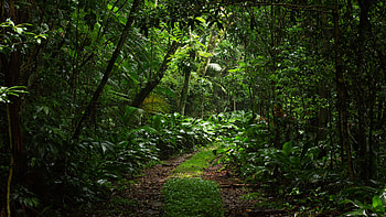 Green Plants Bushes Palm Trees Leaves Forest During Daytime Forest HD wallpaper
