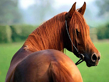 Animals, Horses HD wallpaper