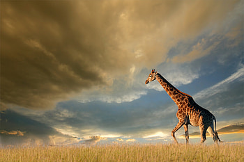 Giraffe, giraffe, animals HD wallpaper