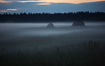 Nature, Trees, Fog, Field, Outlines HD wallpaper