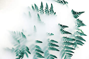 Green Leaf Plants Fog , leaf, plants, fog, nature, graphy HD wallpaper
