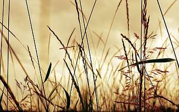 Grass, Macro, Shine, Light, Form, Field, Shadow HD wallpaper