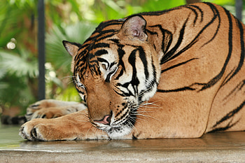 Tiger, tiger, animals, predator HD wallpaper