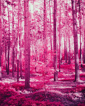 Nature, Trees, Pink, Forest, Effect HD phone wallpaper