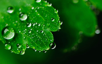 Fresh, natural, plants, graphy, clean, forests, dewdrops, leaves, green, crisp, nature, dew HD wallpaper