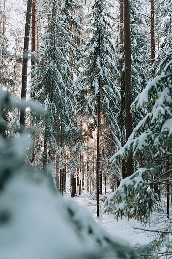 Winter, Nature, Trees, Snow, Forest, Needles HD phone wallpaper