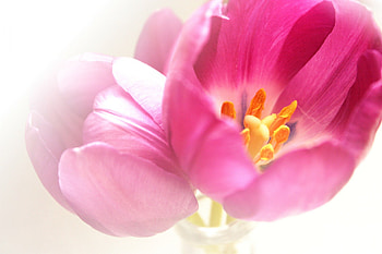 Beautiful Tulips for Beautiful-Life!, pink, beautiful, nature, flowers, tulips HD wallpaper