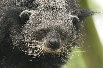 Binturong , Animal , , 2019 collection HD wallpaper