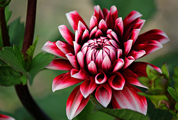 Dahlia, Dahlias, flower, nature, flowers HD wallpaper