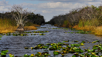 Everglades National Park, National park planner, Trip planning, Visitor information HD wallpaper