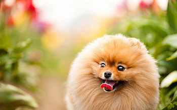 Animals, Dogs HD wallpaper