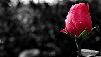 Dark Pink Rosebud F1C, graphy, byd, floral, romance, beauty, rose, wide screen, flower, love HD wallpaper