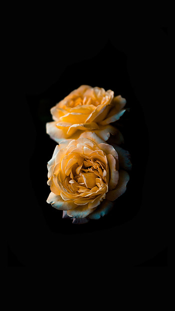 Flowers, Flower, Rose Flower, Rose, Bud, Dark Background HD phone wallpaper