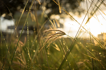 Nature, Grass, Close-Up, Sunlight HD wallpaper