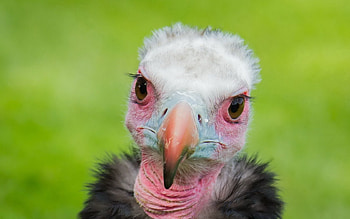 Animals, Background, Bird, Vulture HD wallpaper