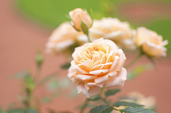 Flowers, Flower, Macro, Rose Flower, Rose, Bud, Blur, Smooth HD wallpaper
