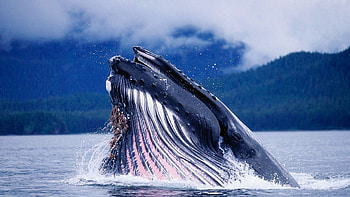 Humpback Whale, Animals, Water, Splash, Head HD wallpaper