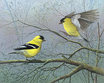 Greetings my Friend, finches, birds, tree, animals HD wallpaper