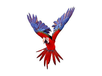 Red and Blue, beautiful, , parrot HD wallpaper