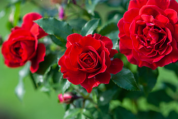 Red roses, Flowers, Roses, Gorgeous, Garden HD wallpaper