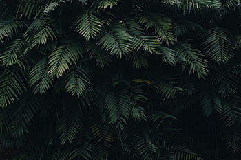 A detailed capture of dense dark green tropical fern leaves, perfect for nature-themed designs. HD wallpaper