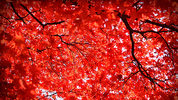 Closeup View Of Red Maple Leaves Tree Branches In Blue Sky Background Nature HD wallpaper