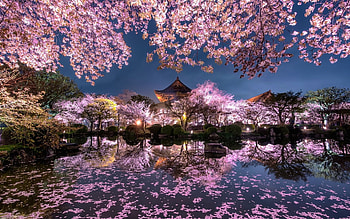 cherry blossom, evening, Japanese temple, spring, Japanese Garden Cherry Blossom HD wallpaper
