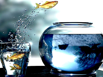 Funny, Aquariums, Fishes HD wallpaper